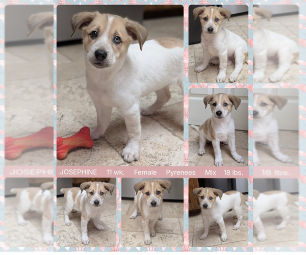 Medium Photo #3 Great Pyrenees-Unknown Mix Puppy For Sale in Mesa, AZ, USA