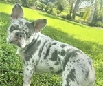 Small Photo #1 French Bulldog Puppy For Sale in VALRICO, FL, USA