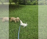 Small #7 Chiweenie