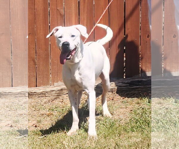 Medium Photo #4 Dogo Argentino-Unknown Mix Puppy For Sale in Wetumpka, AL, USA