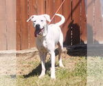 Small #3 Dogo Argentino Mix