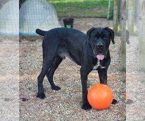 clifford - Male Mastiff Dog for Adoption - Photo #6