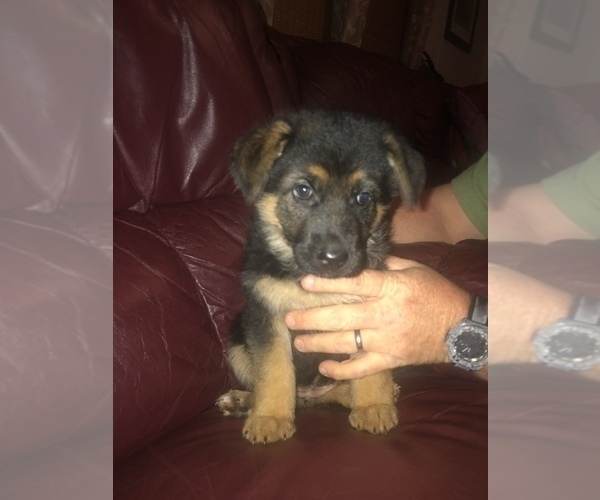 Medium Photo #1 German Shepherd Dog Puppy For Sale in EASLEY, SC, USA
