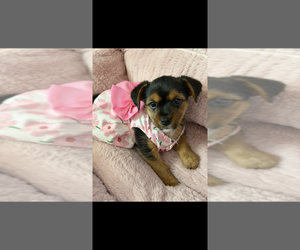 Yorkshire Terrier Puppy for sale in LAS VEGAS, NV, USA
