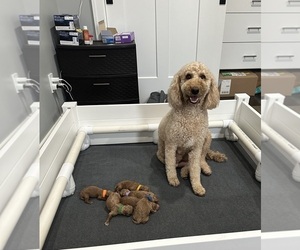 Mother of the Goldendoodle (Miniature) puppies born on 10/25/2023
