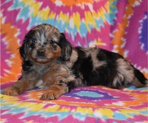 Australian Shepherd-Poodle (Toy) Mix Puppy for sale in SUNBURY, PA, USA