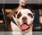 Small Bulldog