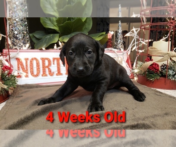 Medium Photo #12 Labrador Retriever Puppy For Sale in KATHLEEN, GA, USA