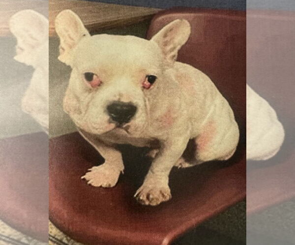 Medium Photo #2 American Bulldog-Unknown Mix Puppy For Sale in Royal Palm Beach, FL, USA