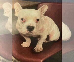 Luna (A2597103) - Female American Bulldog-Unknown Mix Dog for Adoption - Photo #2