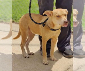 Mutt Dogs for adoption in Talladega, AL, USA