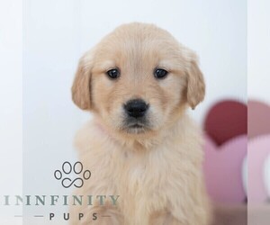 Golden Retriever Puppy for sale in NEWPORT, PA, USA
