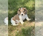 Small #1 Dachshund