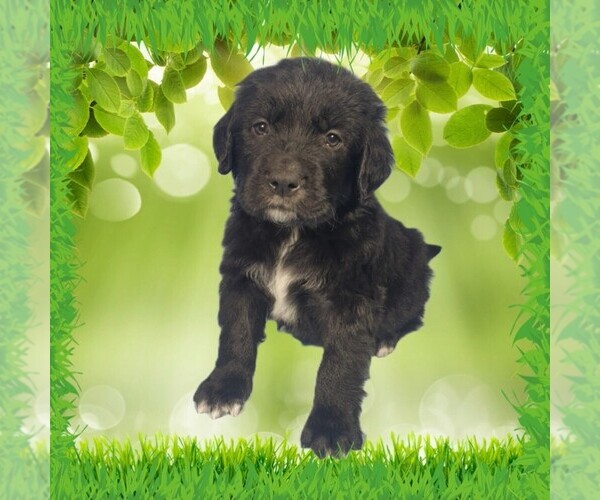 Medium Photo #13 Golden Mountain Dog Puppy For Sale in BLACK FOREST, CO, USA