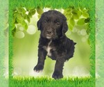 Small Photo #13 Golden Mountain Dog Puppy For Sale in BLACK FOREST, CO, USA