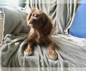 Cavalier King Charles Spaniel Puppy for sale in NORMANGEE, TX, USA