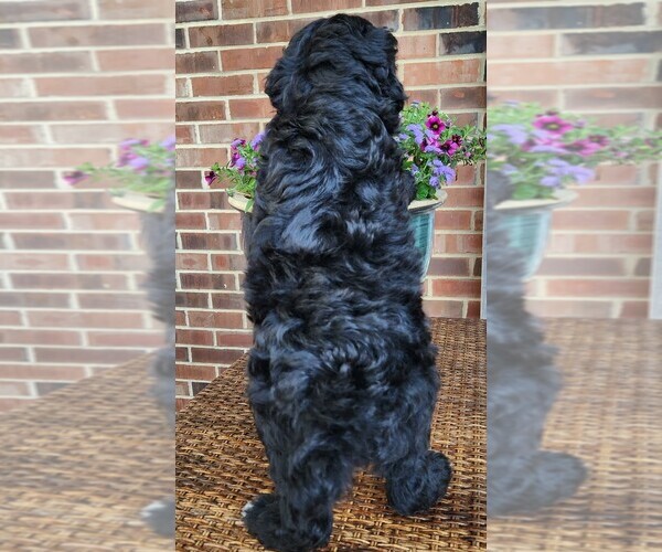 Medium Photo #8 Aussiedoodle Puppy For Sale in COLUMBIA, TN, USA