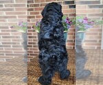 Small #7 Aussiedoodle