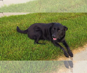 Labrador Retriever-Unknown Mix Dogs for adoption in Minneapolis, MN, USA