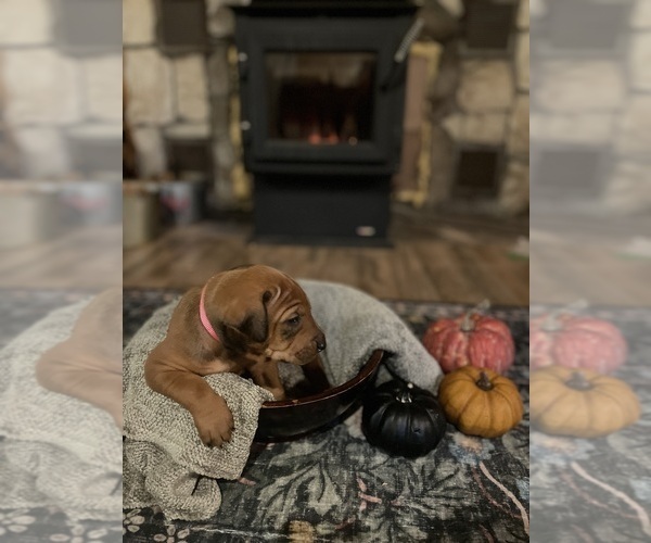 Medium Photo #4 Rhodesian Ridgeback Puppy For Sale in BOISE, ID, USA