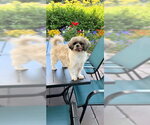 Small #8 Shih Tzu