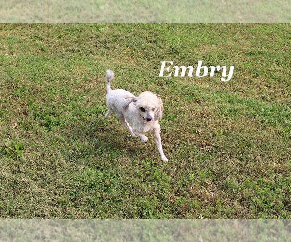 Medium Photo #20 Poodle (Miniature) Puppy For Sale in CHANUTE, KS, USA