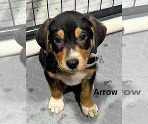 Australian Shepherd-Rottweiler Mix Dogs for adoption in Aurora, IN, USA