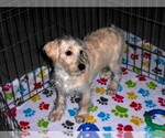 Small #2 Schnoodle (Miniature)