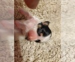 Small Photo #4 Dachshund Puppy For Sale in CHOCTAW, OK, USA