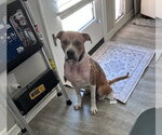 Small #3 Boxer Mix