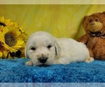 Small Photo #2 English Cream Golden Retriever Puppy For Sale in PEYTON, CO, USA