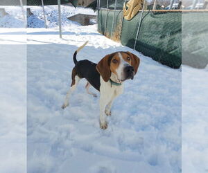 Mallard - Male Treeing Walker Coonhound Dog for Adoption - Photo #5