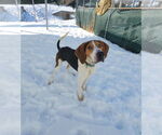 Small #4 Treeing Walker Coonhound