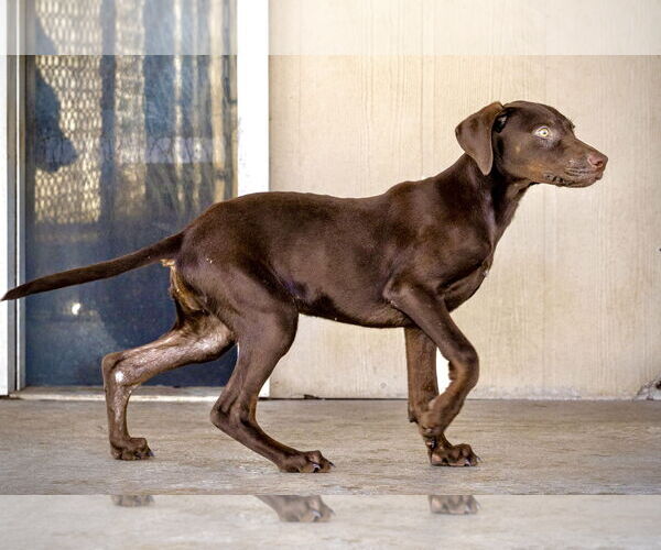 Medium Photo #6 Doberman Pinscher Puppy For Sale in Devine, TX, USA