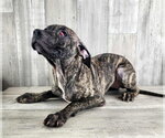 Small Catahoula Leopard Dog-Plott Hound Mix