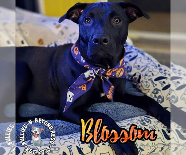 Medium Photo #28 Labrador Retriever-Staffordshire Bull Terrier Mix Puppy For Sale in Omaha, NE, USA