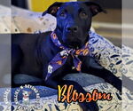 Small #27 Labrador Retriever-Staffordshire Bull Terrier Mix
