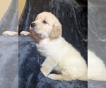 Small Photo #66 Golden Retriever Puppy For Sale in MODESTO, CA, USA