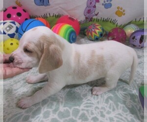 Beagle Puppy for sale in RATTAN, OK, USA