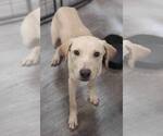 Small #16 Labrador Retriever Mix