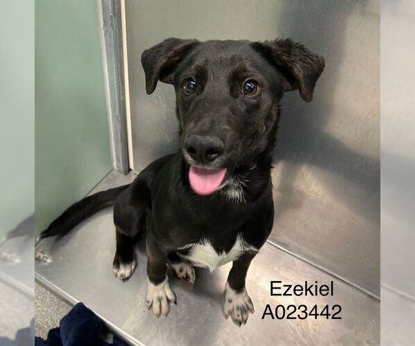 Medium Photo #1 Australian Shepherd-Unknown Mix Puppy For Sale in Palmetto, FL, USA