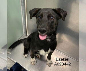 Australian Shepherd-Unknown Mix Dogs for adoption in Palmetto, FL, USA