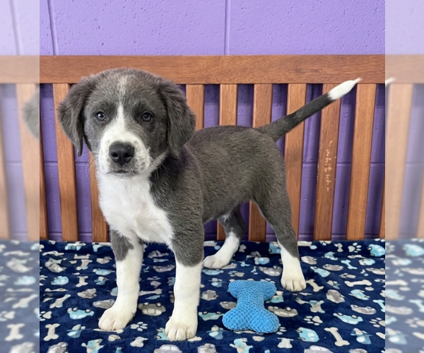 Medium Photo #2 Labrenees Puppy For Sale in Genesee, WI, USA