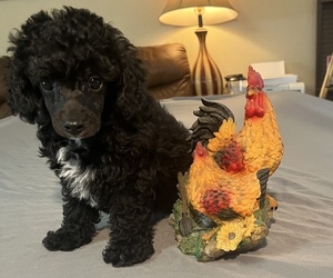 Poodle (Miniature) Puppy for sale in RIPLEY, MS, USA