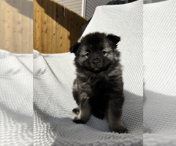Medium Photo #11 Keeshond Puppy For Sale in VANCOUVER, WA, USA