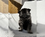 Puppy Dodge Keeshond