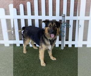 German Shepherd Dog Dogs for adoption in Modesto, CA, USA