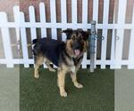 Small German Shepherd Dog
