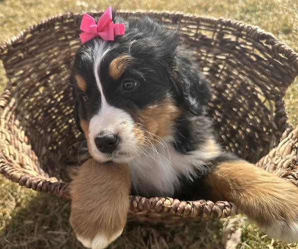 Medium Photo #4 Bernese Mountain Dog Puppy For Sale in ATHENS, WI, USA