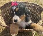 Small #3 Bernese Mountain Dog